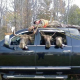 a man is laying on the roof of a truck with three moose heads sticking out of the windows